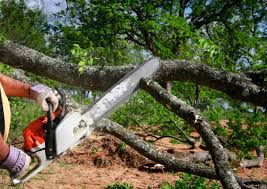 Best Root Management and Removal  in Vine Hill, CA