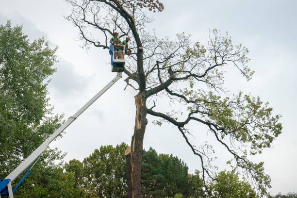 Reliable Vine Hill, CA Tree Services Solutions