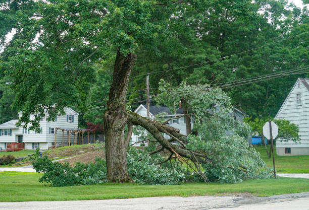 Best Tree Preservation Services  in Vine Hill, CA